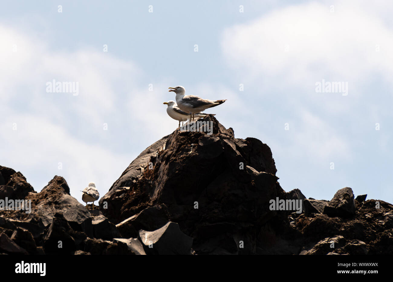 A yellow Legged gull perched on the volcanic rocks of Santorini ...