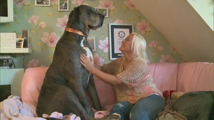 WATCH: Freddy is officially the biggest dog in the world ...