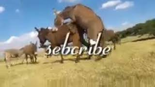Donkey mating wasmo dameer - YouTube