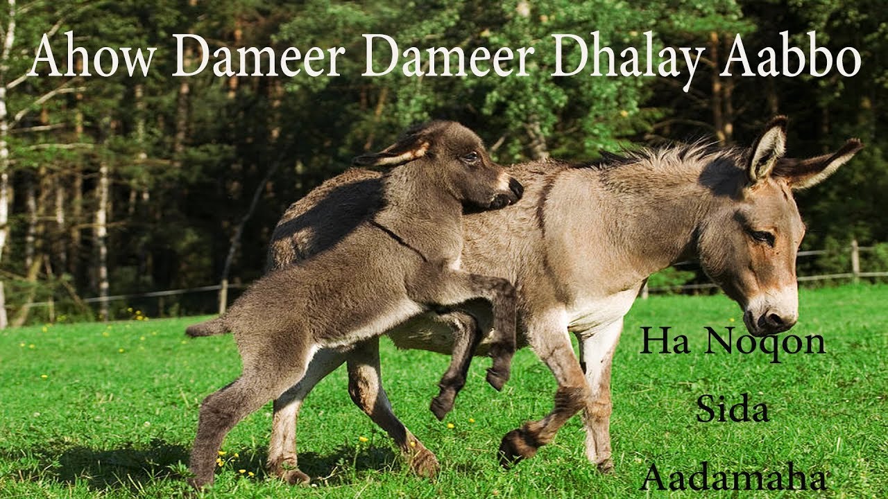 Xikmaddii Dameerka | Ahow Dameer Dameer Dhalay aabbe - YouTube