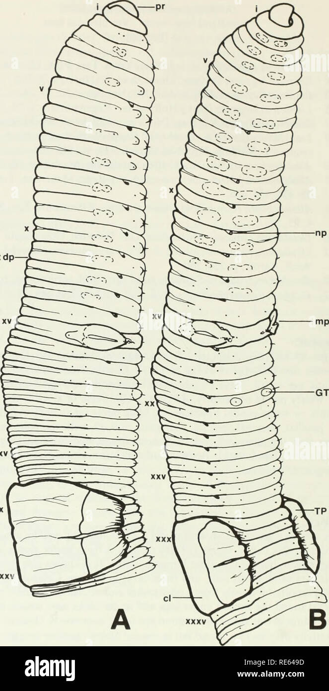 The earthworms (lumbricidae and sparganophilidae) of Ontario ...