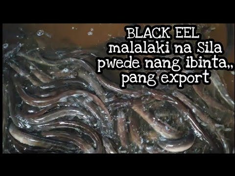 BLACK EEL| feeding time,, malalaki na,pwede nang ibinta.. - YouTube