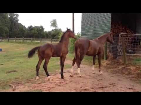 The Mare and Foal Pasture - YouTube