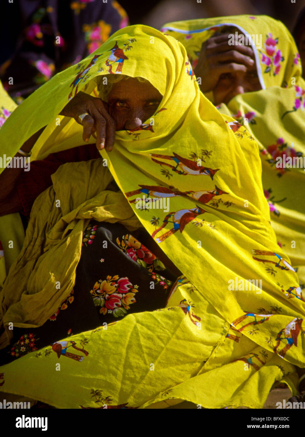 Nomadic Rajasthani women covered in colorful saris to protect them ...