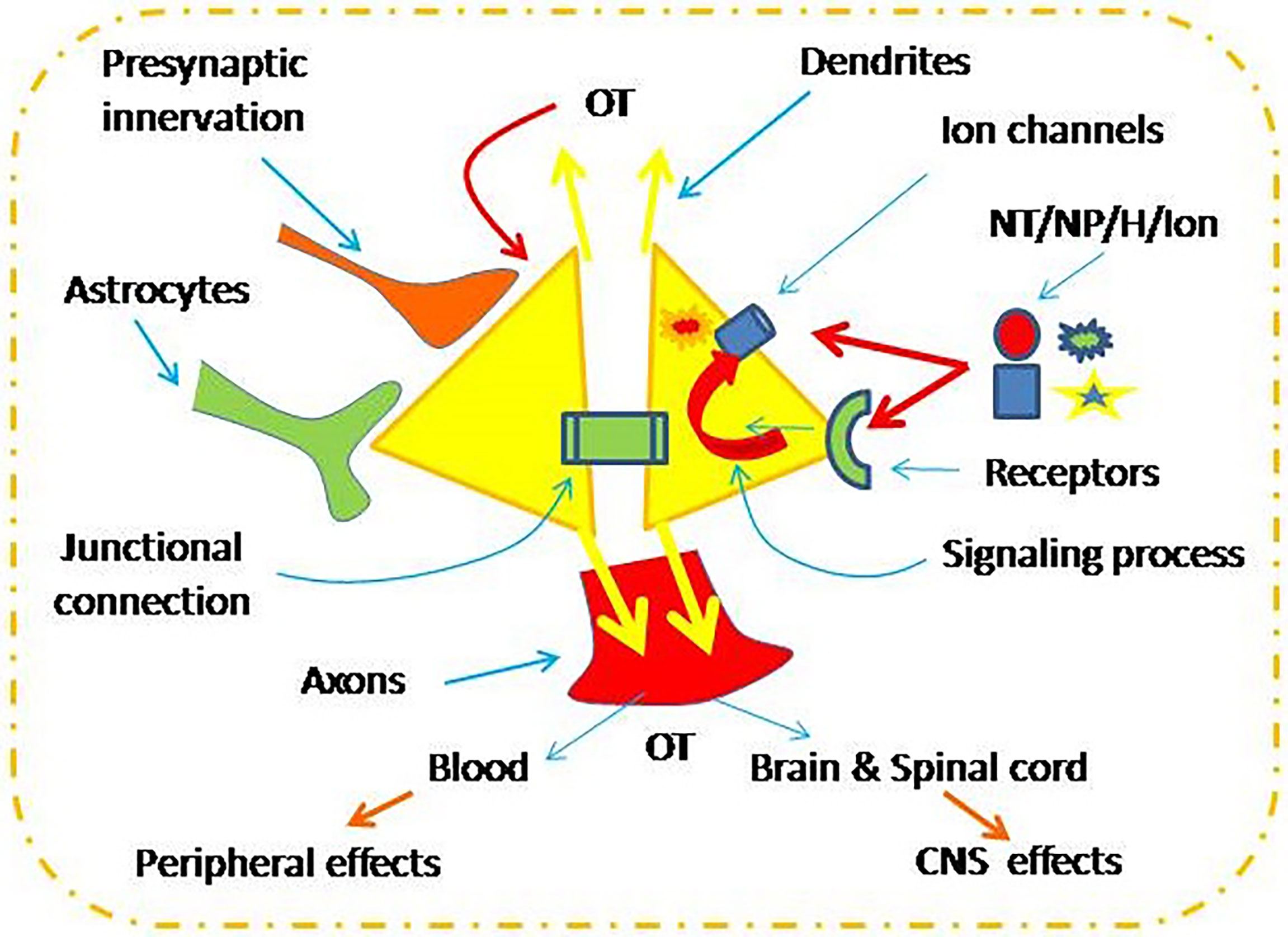 Frontiers | Oxytocin in Women's Health and Disease