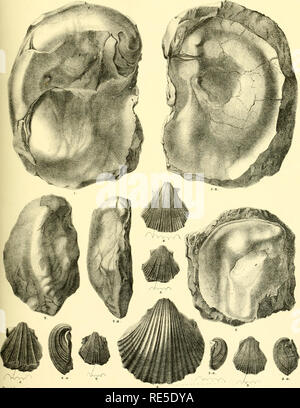 . Cretaceous fauna of southern India. Paleontology; Paleontology ...