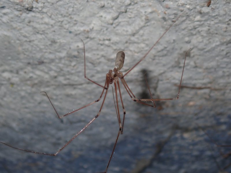 Daddy-long-legs Spider - The Australian Museum