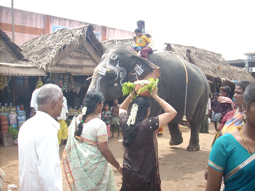 Elephant crossing another xxxxyy | gprakashjobs | Flickr