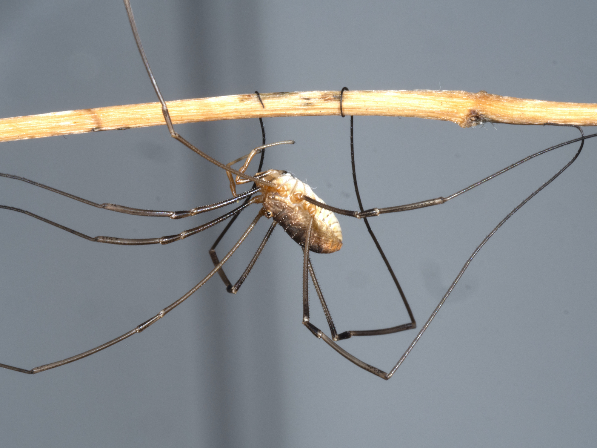 Daddy longlegs got their long legs by reusing some old ...