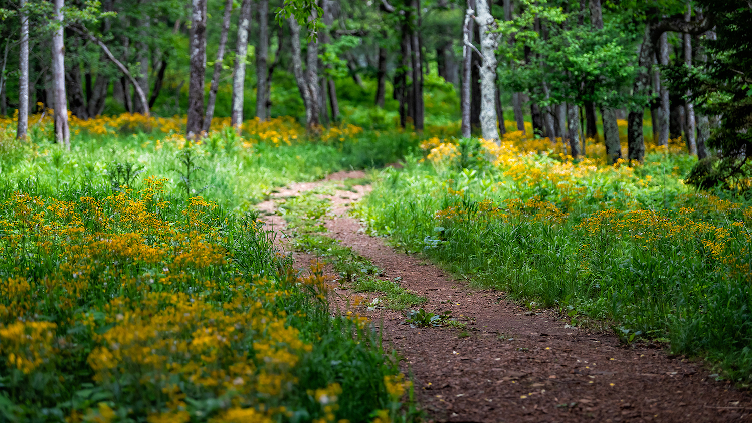 Struggling with Social Distancing? Get Outside, Experts Say ...