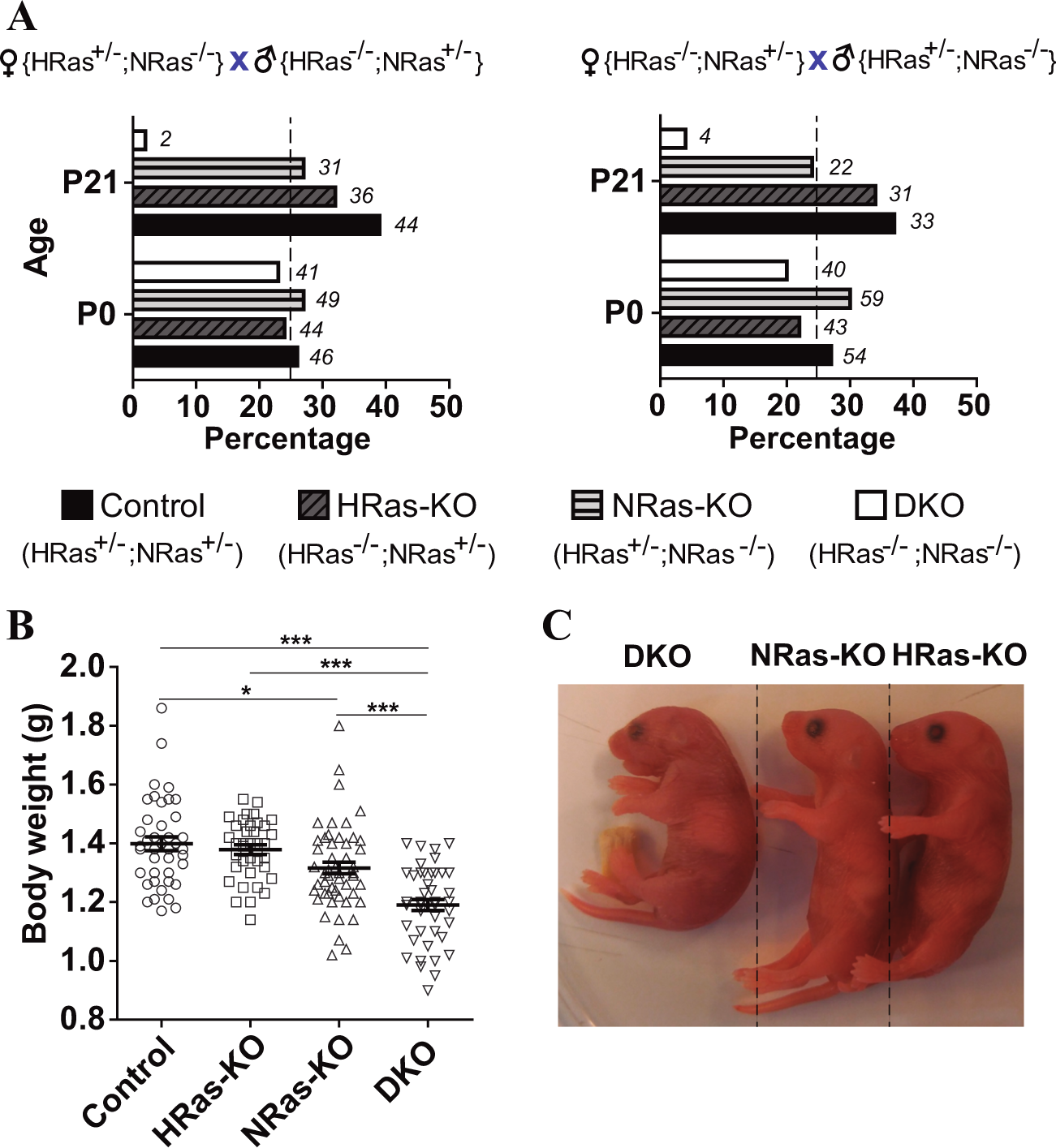 Concomitant deletion of HRAS and NRAS leads to pulmonary ...