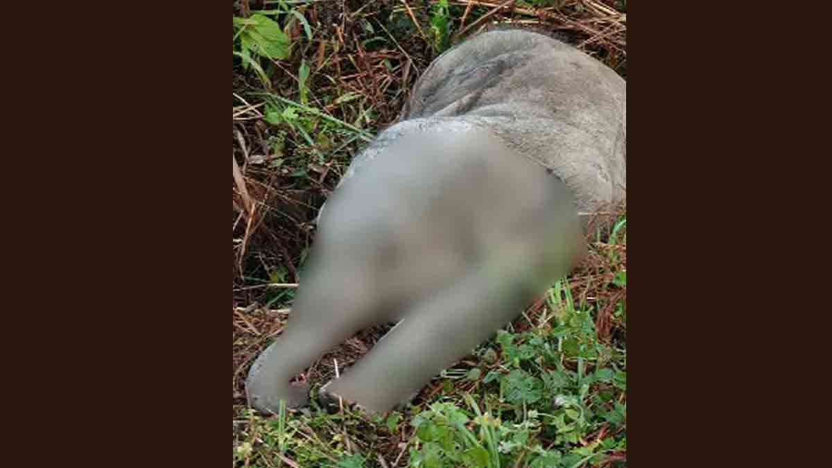 Assam: 3-Month-Old Wild Elephant Calf Found Dead in Jorhat; Probe ...