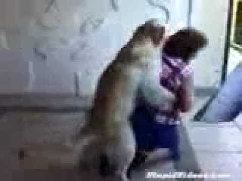 pas jebe zenu (horny dog) - YouTube