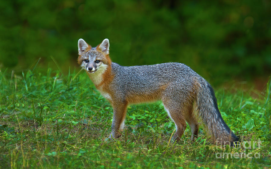 Young Gray Fox II Photograph by Gary W Griffen - Pixels