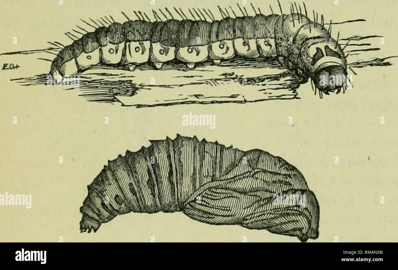 Annual report. Entomological Society of Ontario; Insect pests ...