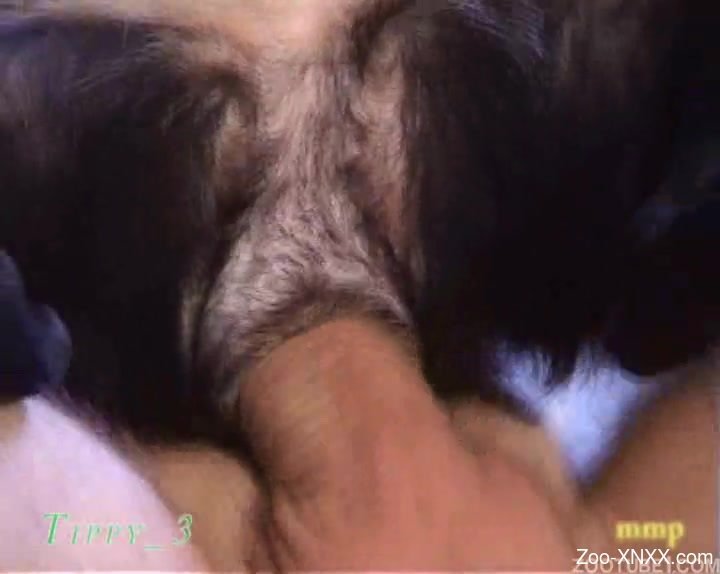 Sexy black dog nicely drilled in the asshole