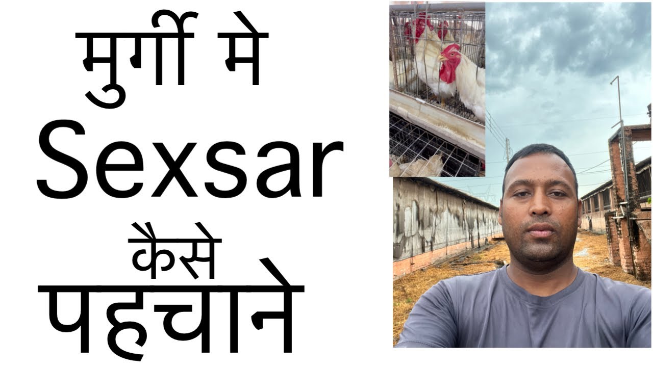 Murgi me sexsar ki phechan - YouTube