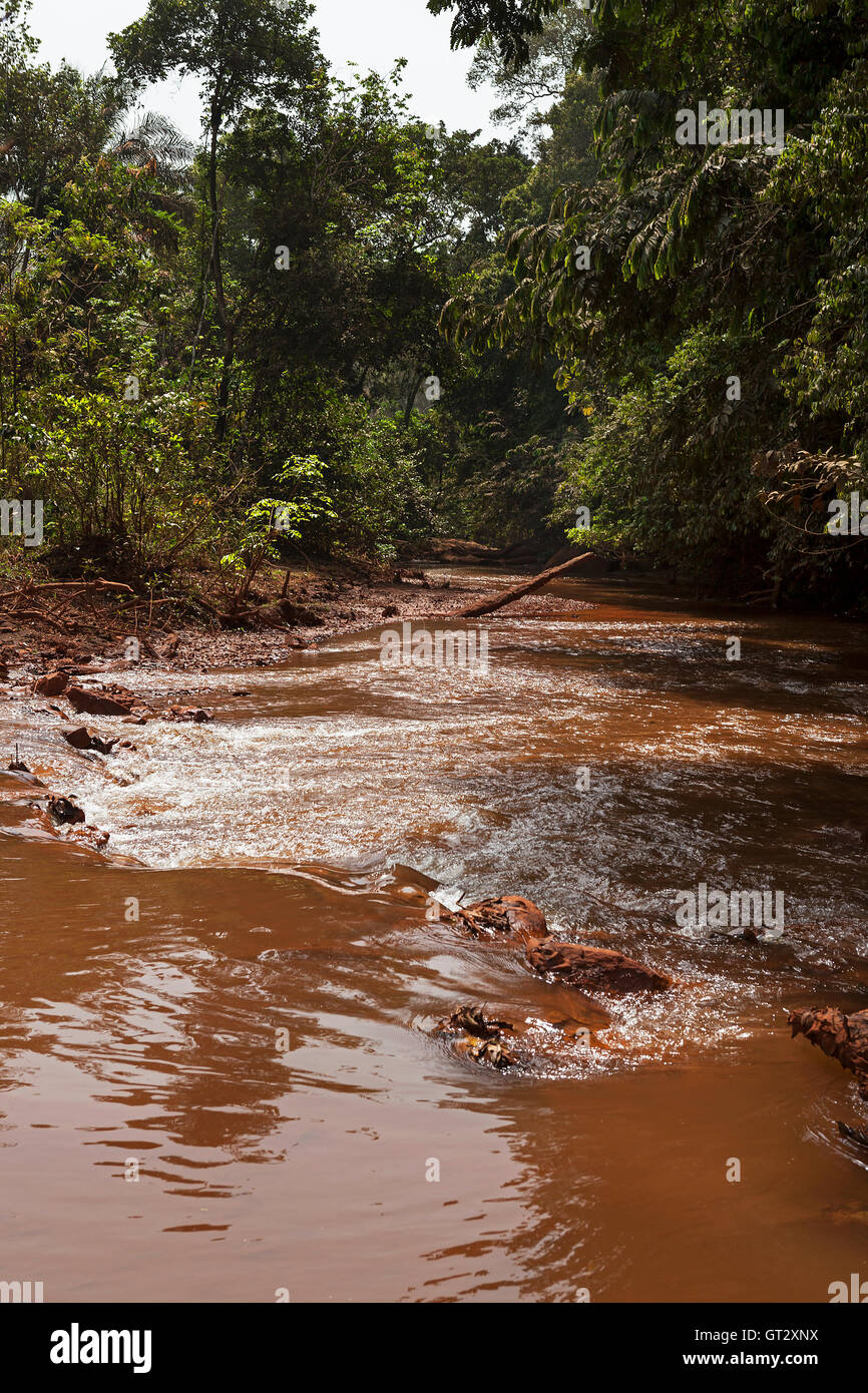 Lush vegetation in African bush along the banks of the Tonkolili ...