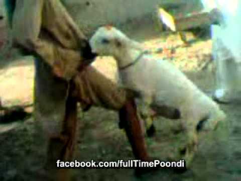 Bakra sex - YouTube