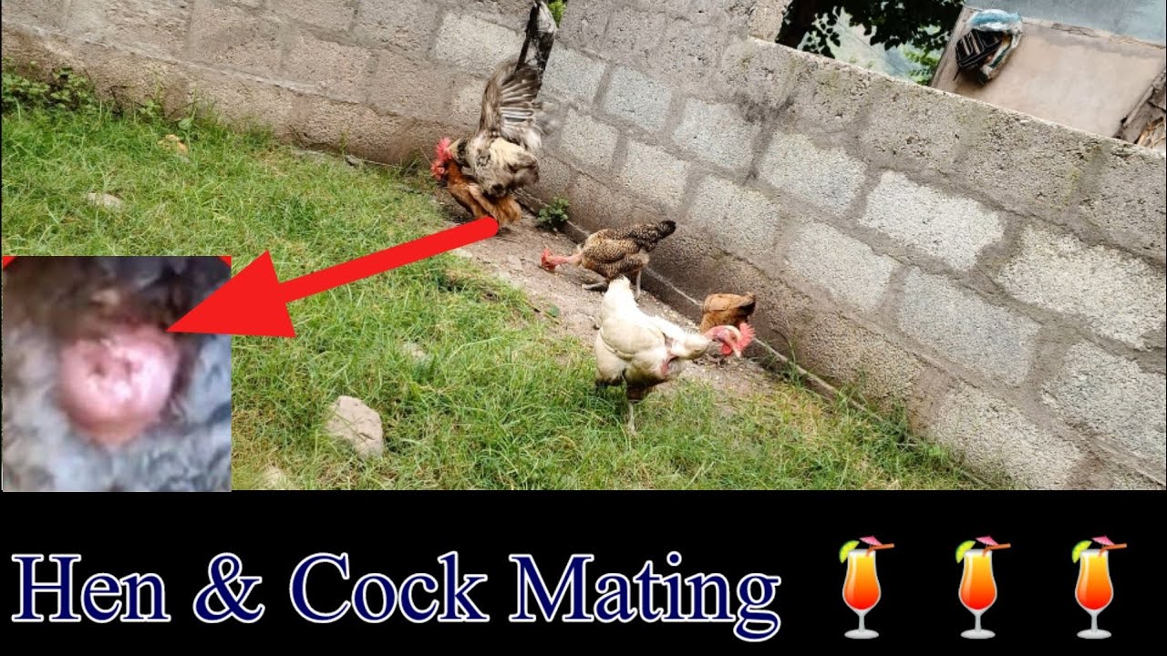 Desi Aseel Rooster 🐓 mating with astroloop hen | murga Murgi sex ...