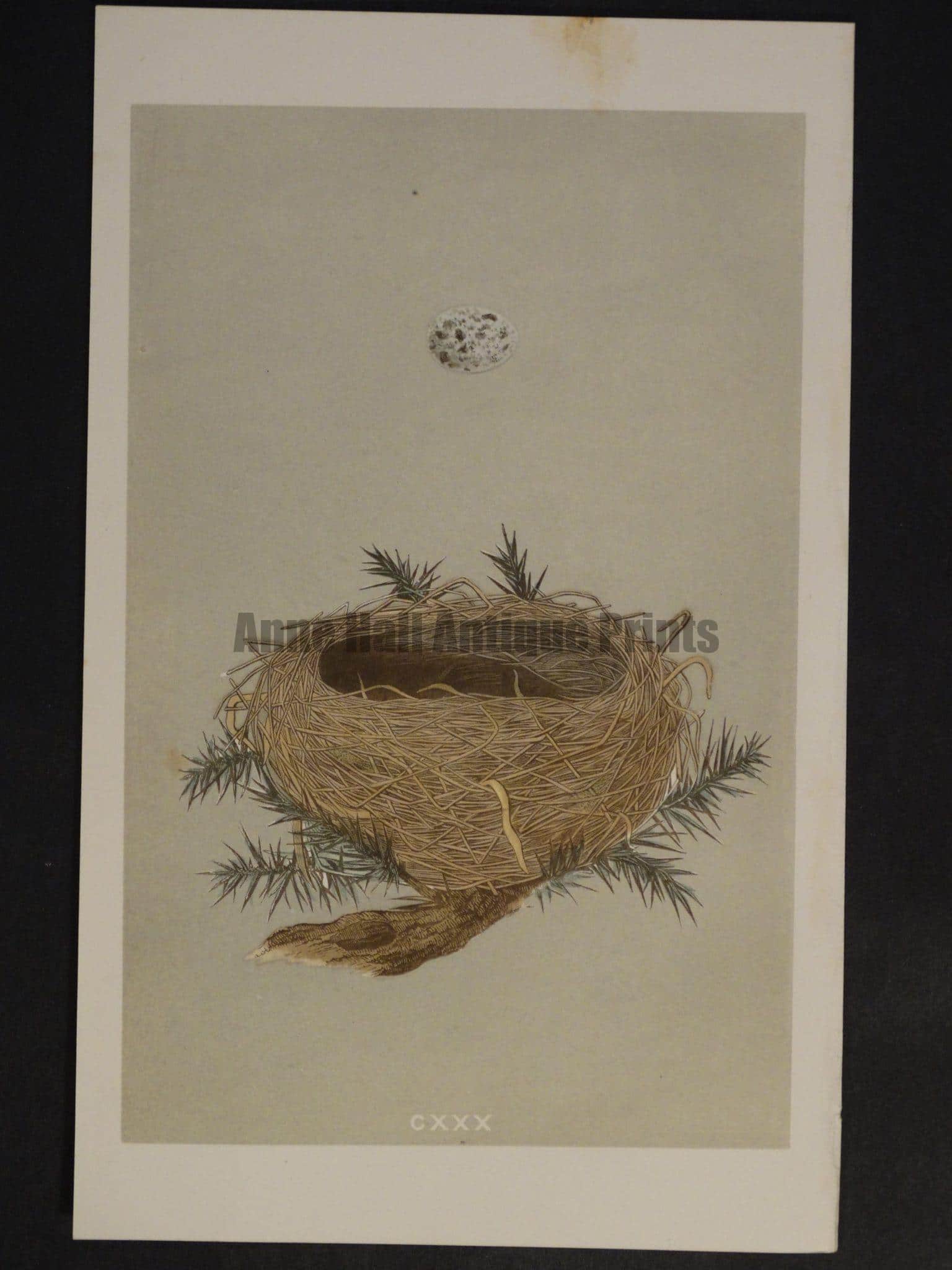 Morris Bird Nest CXXX | Antique Lithographs & Engravings