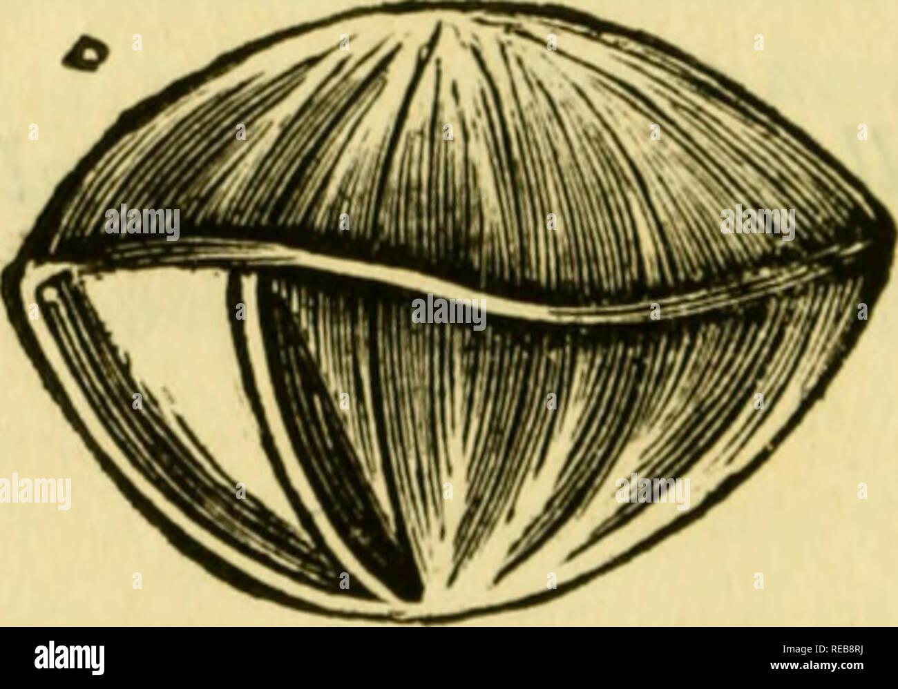 Conchyliologie systématique, et classification méthodique des ...