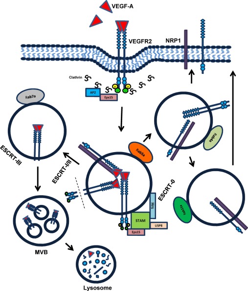 Ras Superfamily - an overview | ScienceDirect Topics