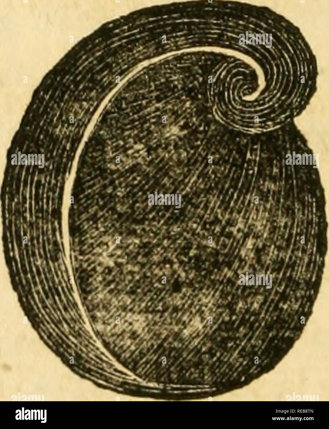 Conchyliologie systématique, et classification méthodique des ...