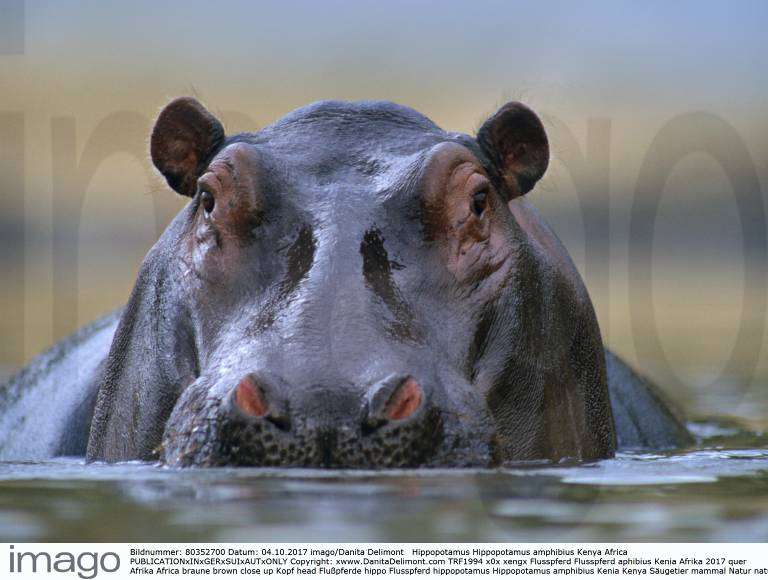 Hippopotamus Hippopotamus amphibius Kenya Africa Y Copyright: xwww ...