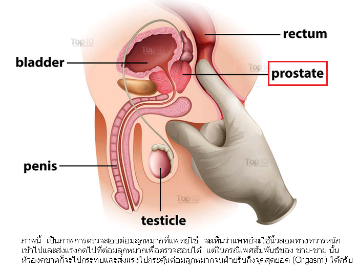 สงสัยว่า ช่องทวารหนักเมื่อถูกสอดใส่ สามารถถึงจุดสุดยอดได้เหมือน ...