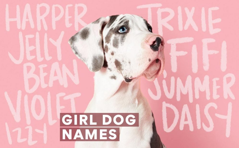 500 Female Dog Names for Your Pretty Girl Pup | BeChewy