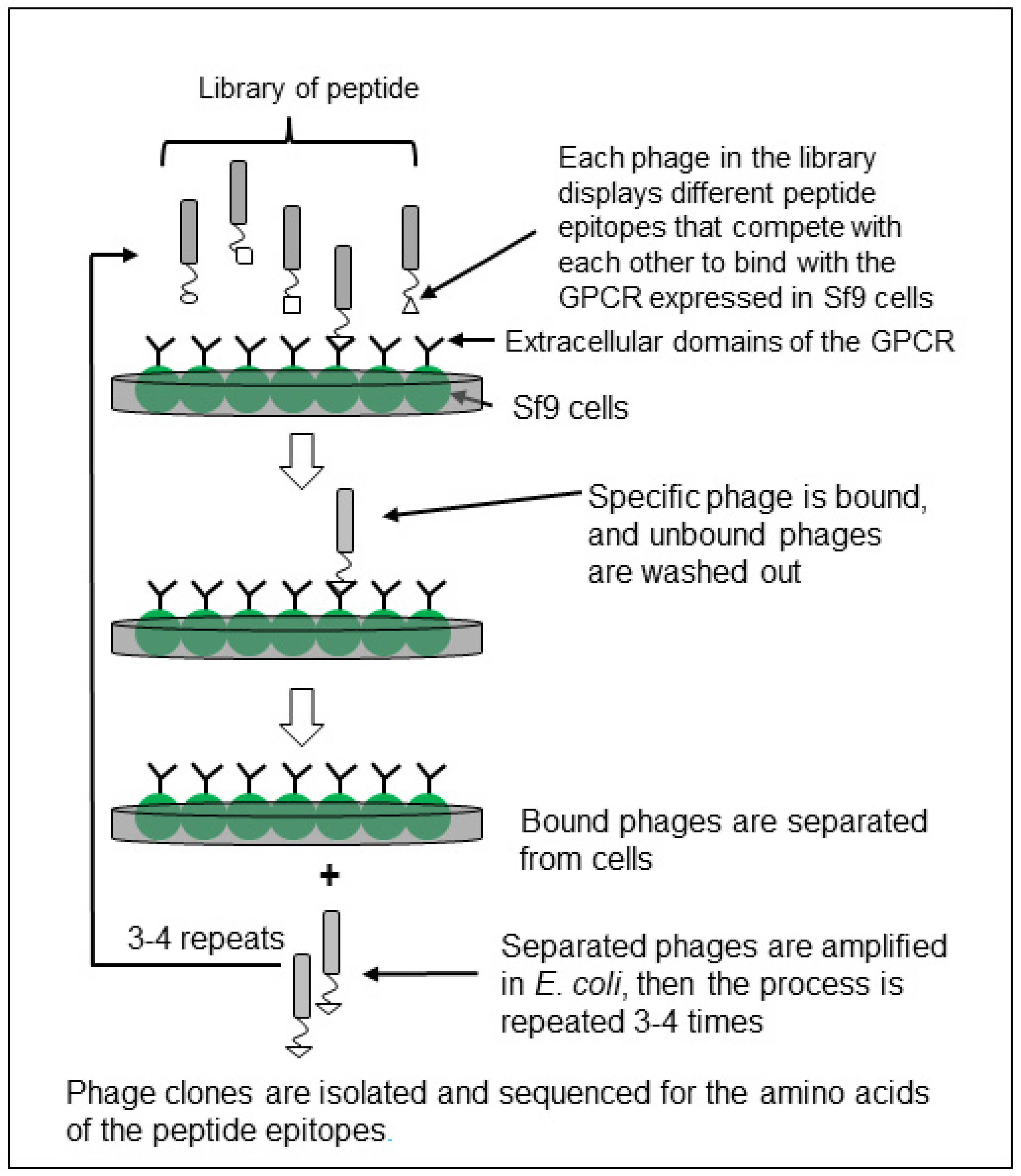 Biomolecules | Free Full-Text | GPCR-Based Bioactive Peptide ...