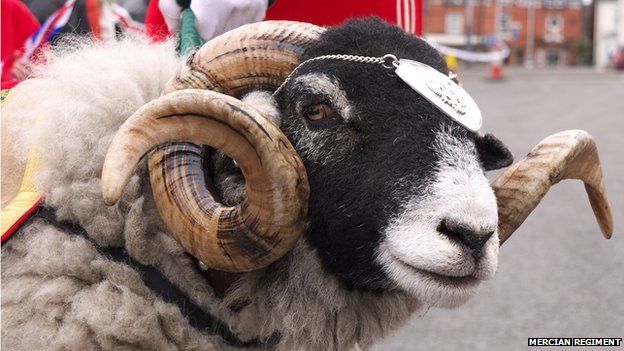 Army sheep switches on town's Christmas lights - BBC News