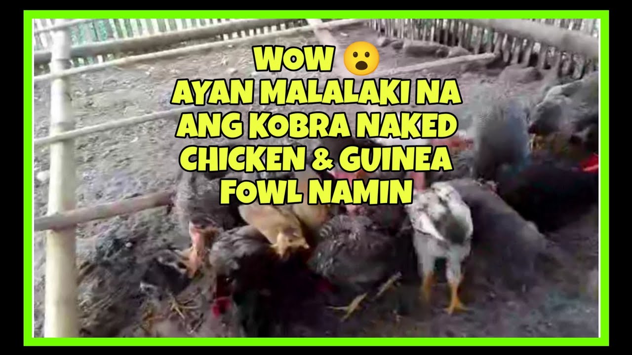 WOW 😮 AYAN MALALAKI NA ANG KOBRA NAKED CHICKEN AT GUINEA FOWL ...