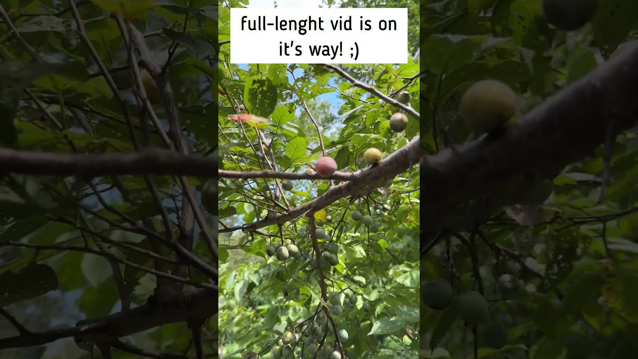 Wild plum trees are fruiting! We grow 5 varieties: American, Beach ...