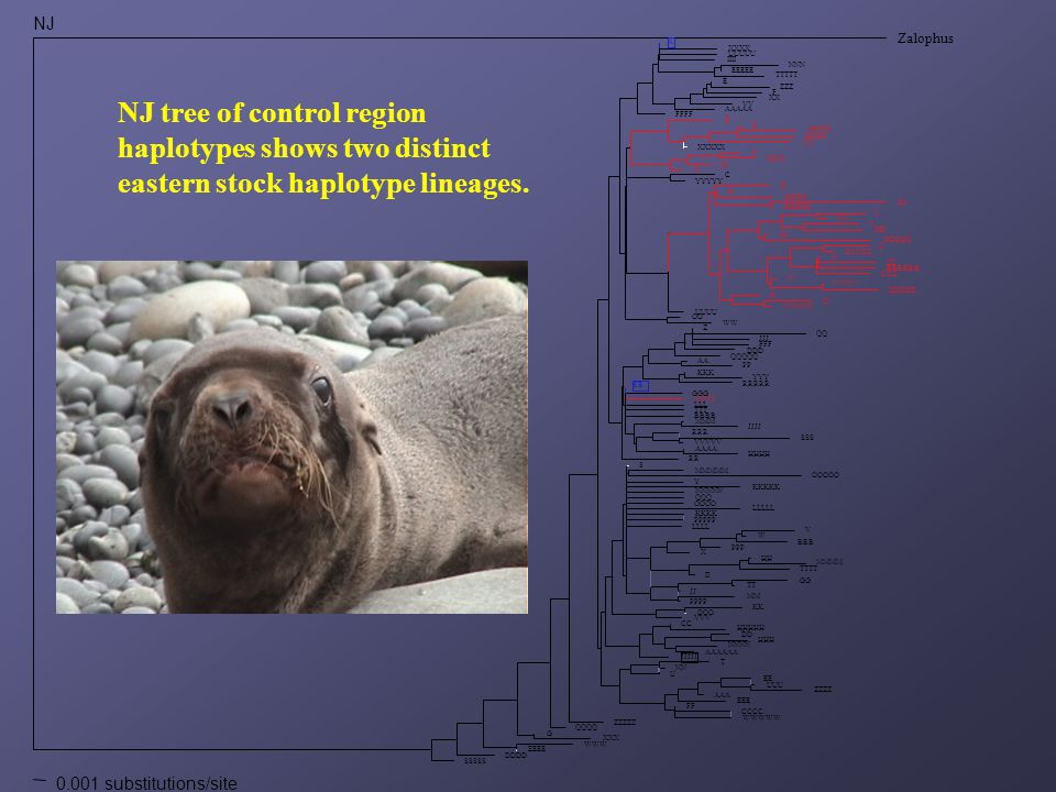 Population and Evolutionary Genetic Analyses Using Multiple ...