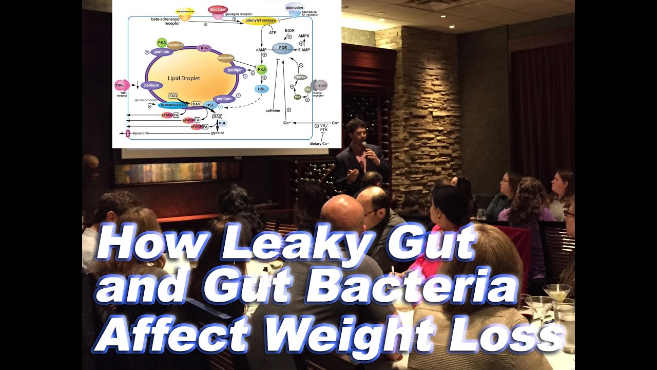 How gut bacteria affect obesity and belly fat