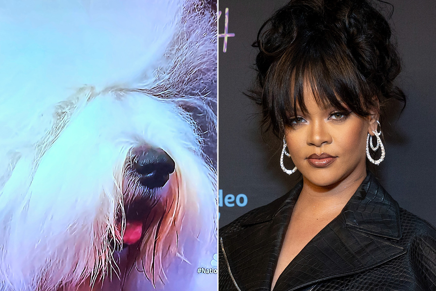 Dog Show host mistakenly says Rihanna named for Fleetwood Mac song ...