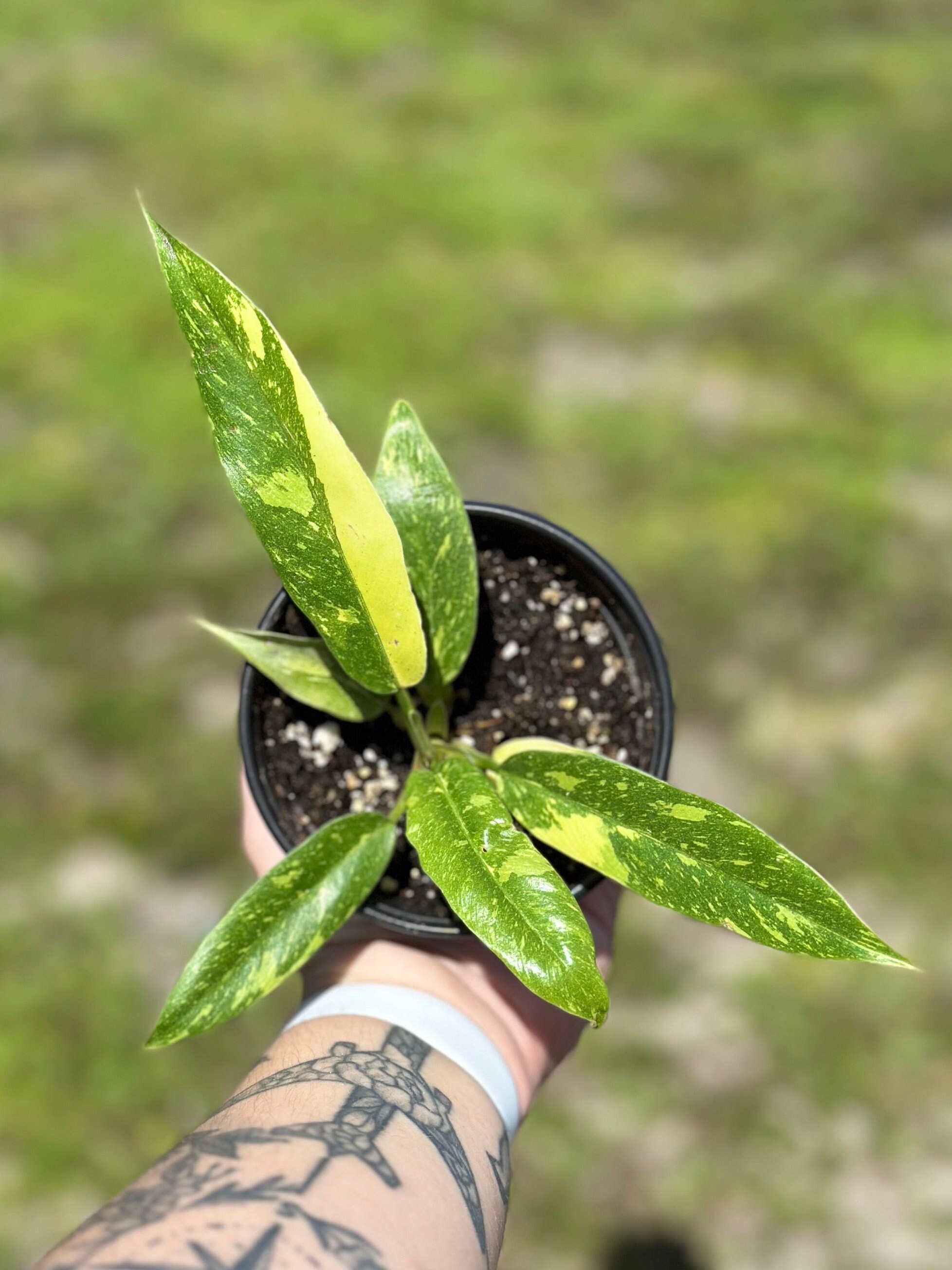 Philodendron 'ring of Fire' Variegated - Etsy