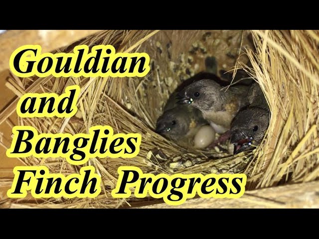 gouldian and Banglies finch Progress 2020 - YouTube