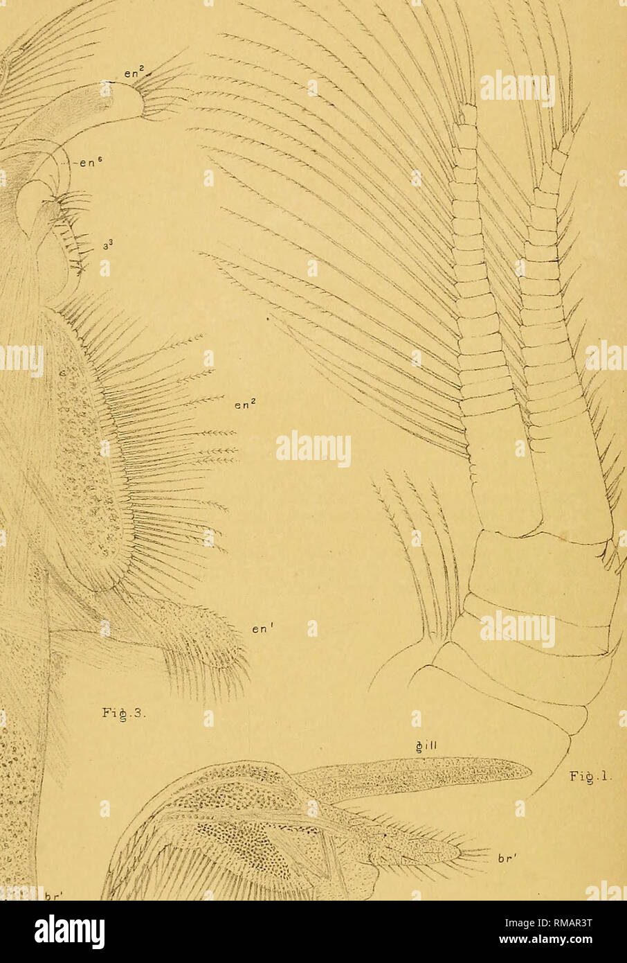 Annual report. 1st-12th, 1867-1878. Geology. IT. S. Geological ...