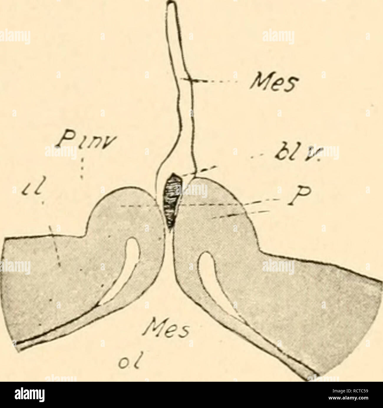 The development of the chick; an introduction to embryology. Birds ...