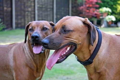 Play date with Ridgeback boy Kali | Zola the Rhodesian Ridgeback Girl