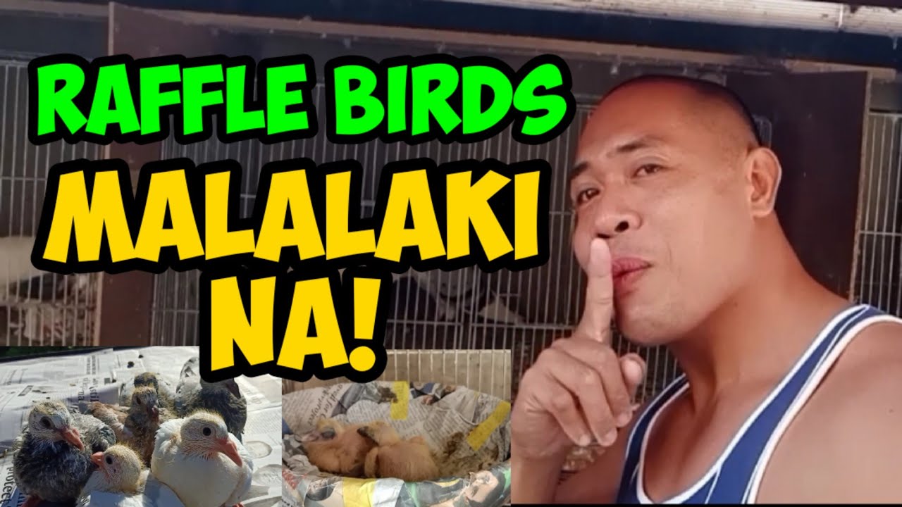 RAFFLE BIRDS, MALALAKI NA! | 20 QUALITY YB'S - YouTube