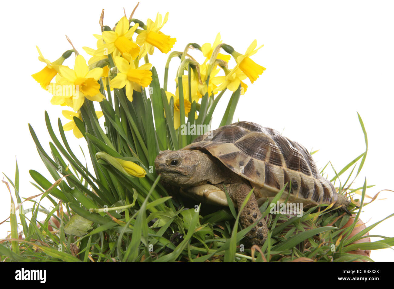 hermann tortoise in daffodils portrait in a studio Stock Photo - Alamy