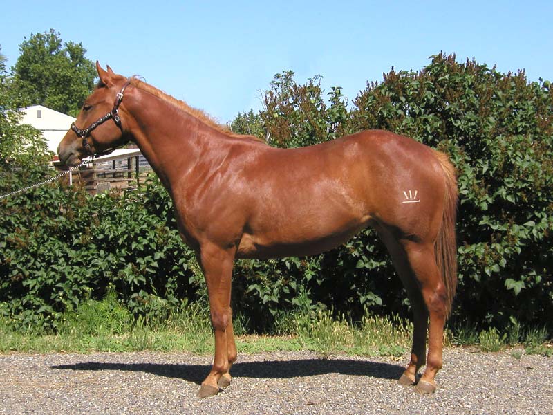 2006 Verily Sixes mare out of On The Money Red mare, Barrel Racing ...