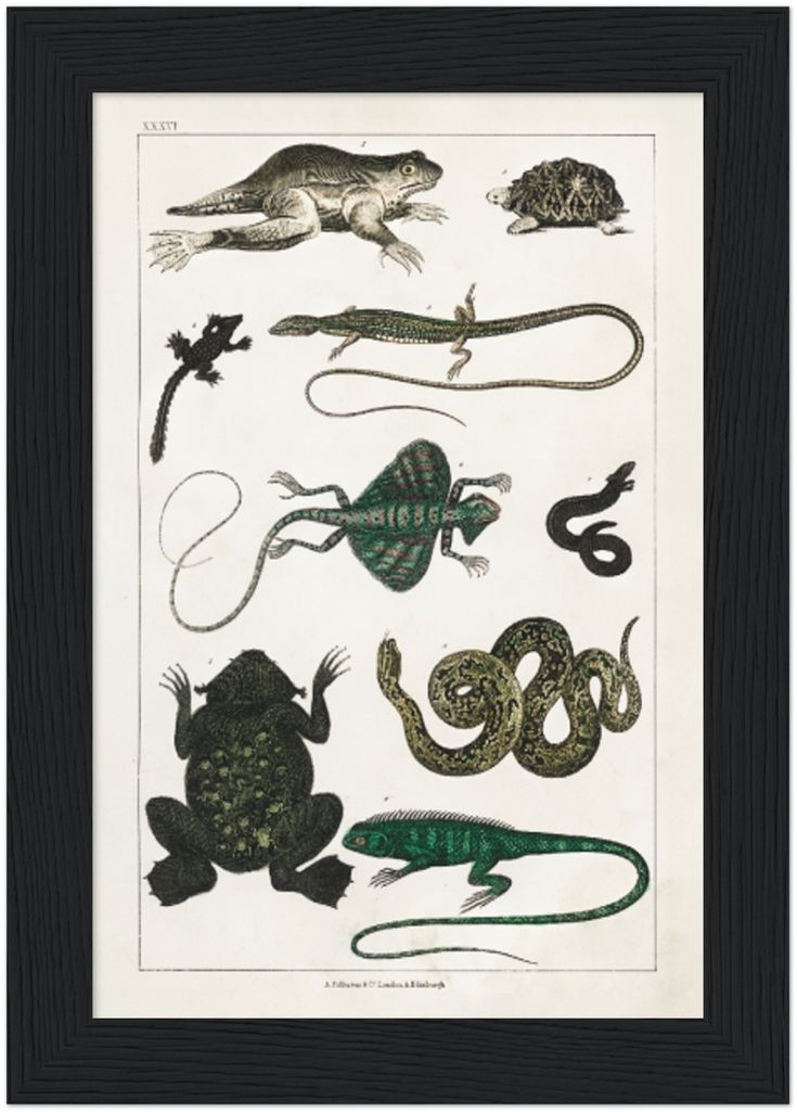 Collection Of Reptiles, Poster, Size: 5 x 7 inch Portrait &gt ...