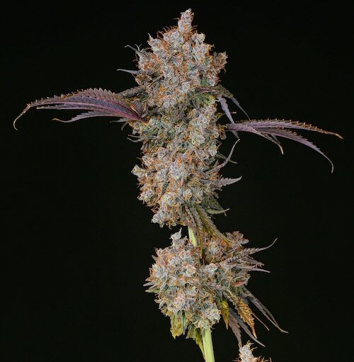 Sale of feminised cannabis seed Ethos Genetics XXX