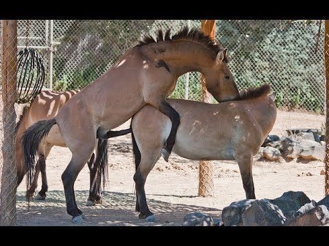 Women mating with a donkey - HQ Photo Porno.