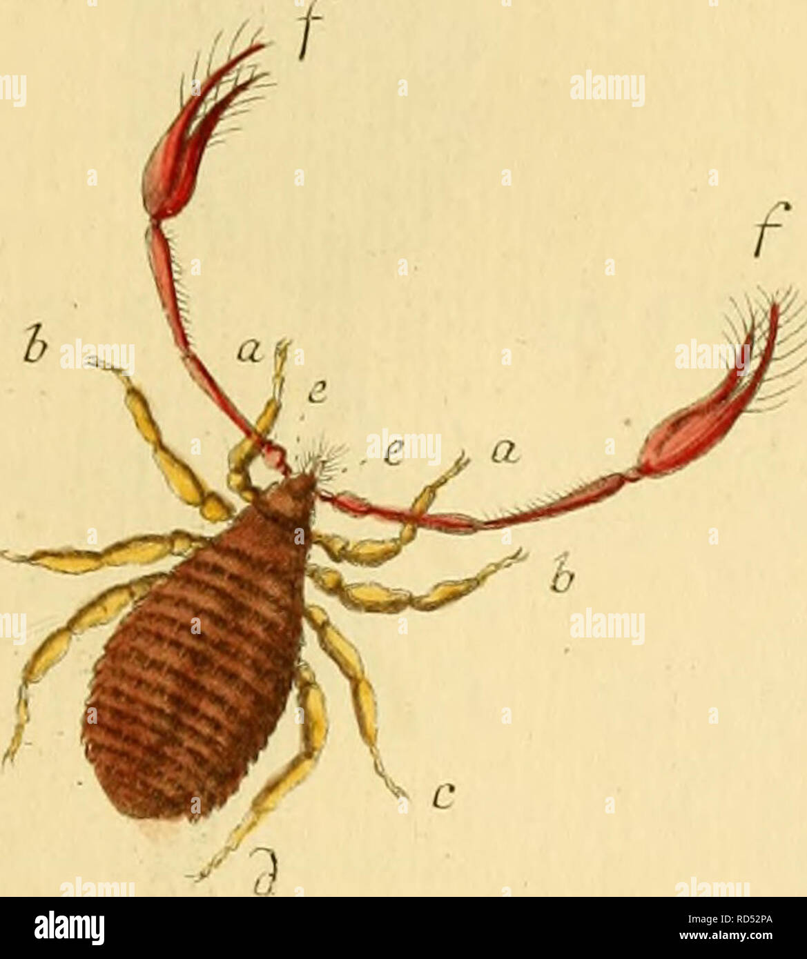 Elementa entomologica : CXXXV tabulae aere excusae floridisque ...